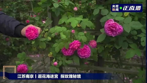  玫瑰花的绚丽绽放，玫瑰花的绚丽绽放，爱情与生命的美丽交织--第1张