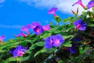  牵牛花花语，生命之音，永恒的友谊，爱情的美好--第1张