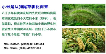  种子是生命的源泉，是植物生长的基础。它们具有独特的生长特性，包括生命周期、生长速度、适应性等。同时，种子也是植物传播的重要方式之一，通过不同的传播途径，种子可以在不同的环境中生长和繁衍。