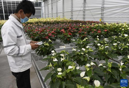  中国花卉报徐志鸿，花卉产业的领航者--第1张