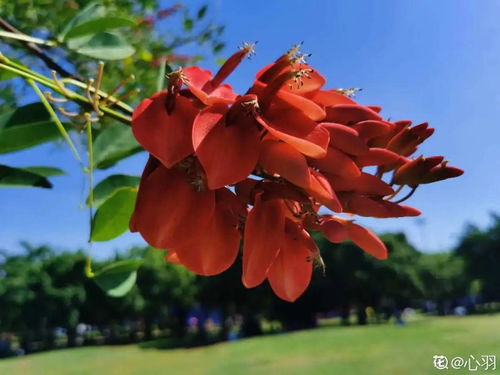  凤凰花是哪个城市的市花，凤凰花的市花是厦门。--第1张
