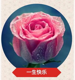  送11朵玫瑰花的祝福语--第1张