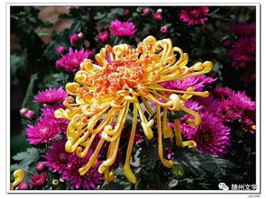  赞美菊花的诗句，赞美菊花，秋天的使者--第1张