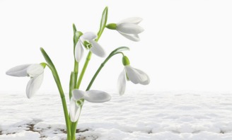  白百合花，纯洁与优雅的象征--第1张