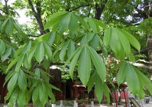  七叶树图片大全，七叶树图片，美丽的秋季景色--第1张