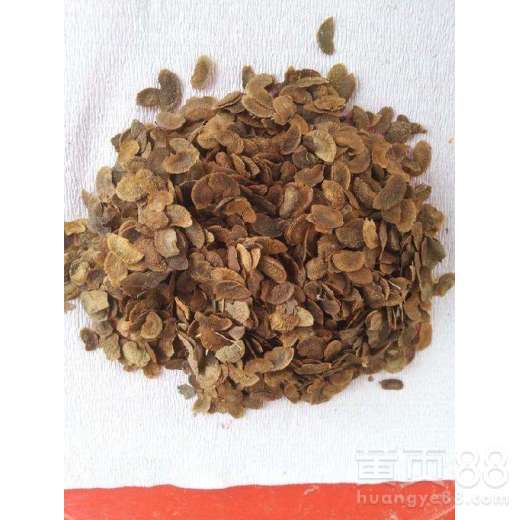  木荷种子--第1张