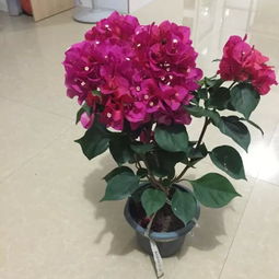  家里盆栽花卉名称大全，家居盆栽花卉，精选美丽又实用的盆栽名称--第1张