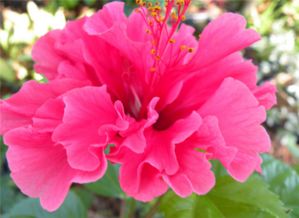  芙蓉花图片大全大图--第1张