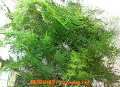  文竹叶子发黄怎么回事，文竹黄叶的原因及解决方法--第1张
