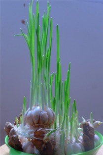  水仙花什么时候开花，水仙花开花时间，春季--第1张
