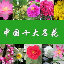  中国十大名花的象征，中国十大名花的象征之国花牡丹花--第1张