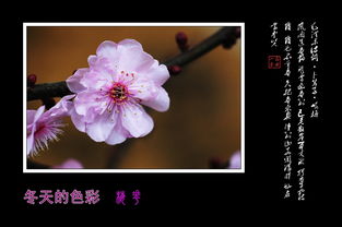  梅花，色彩斑斓的冬日精灵--第1张