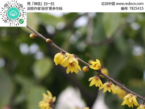  红色腊梅花图片，冬日里的温暖与坚韧--第1张