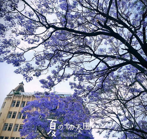  蓝花楹的花语及典故