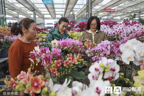  临沂鲜花批发，打造美丽与经济的完美结合--第1张