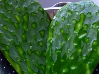  仙人掌能治9种病，仙人掌的神奇疗效，治愈9种疾病的方法--第1张