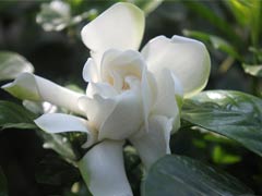  栀子花什么时候开花--第1张