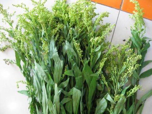  花店常见鲜花名称及图片--第1张