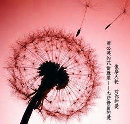  红色蒲公英的花语--第1张