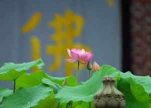  荷花象征意义和品质--第1张