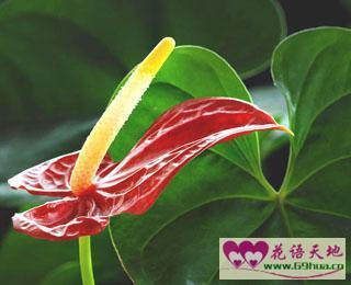  火鹤王花烛，浪漫与力量的象征--第1张