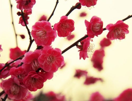  梅花的象征意义——坚韧、高洁、爱情的象征，梅花的象征意义——坚韧、高洁与爱情的象征--第1张