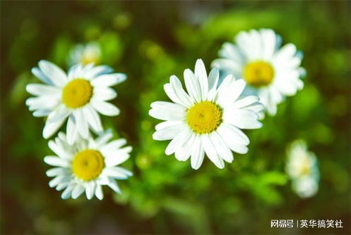  小雏菊的花语和寓意，图片欣赏，小雏菊的美丽花语，纯真、期待、快乐，以及图片欣赏。--第1张