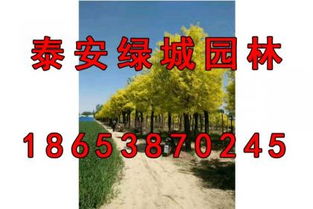  树苗求购信息到哪里找，寻找树苗求购信息，实用指南--第1张