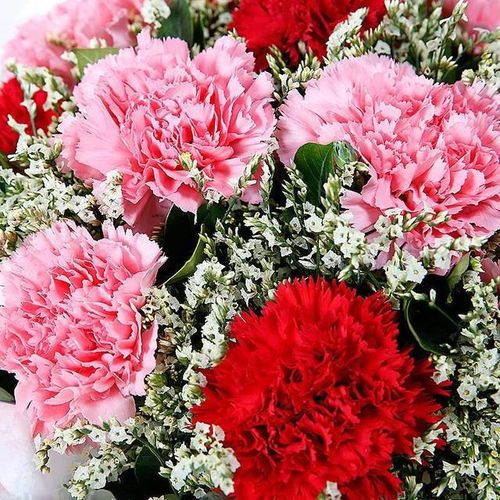  高清鲜花图片，展现花卉之美的新方式，高清鲜花图片，领略花卉之美的全新方式--第1张