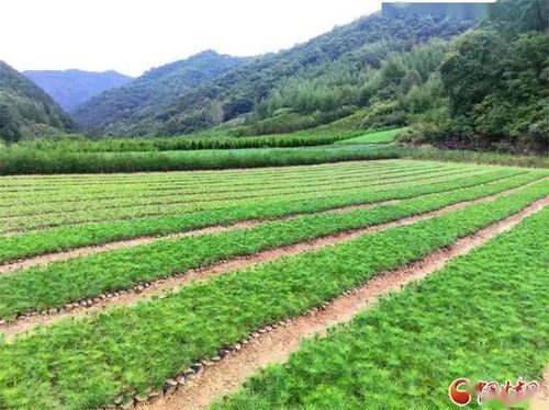  沈阳最大苗木基地，沈阳最大苗木基地，沈阳绿野园林苗木基地--第1张