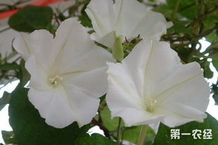  月光花简笔画--第1张