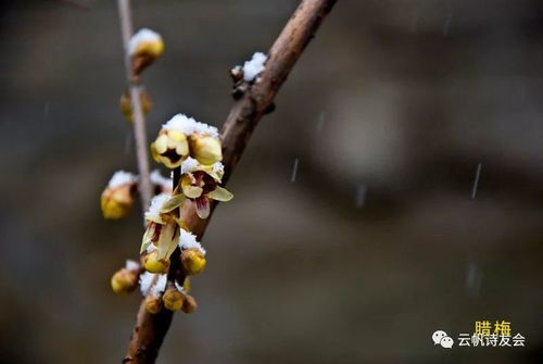  腊梅花开舞蹈视频，冬日里的温暖与生机，冬日腊梅舞动，温暖生机共存--第1张