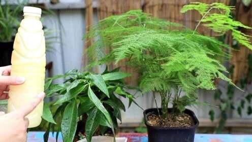  怎样养文竹更茂盛--第1张