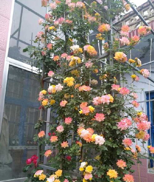  耐晒耐寒四季开花的花，耐晒耐寒四季开花的花有，四季海棠。--第1张