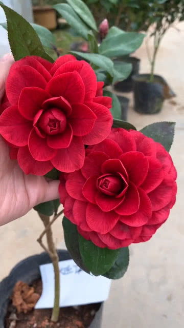  开红色花的花卉大全，绚丽多彩的红色花卉大全--第1张