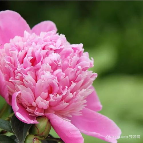  芍药花语及代表意义--第1张