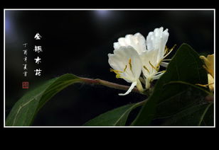  金银木花的魅力--第1张