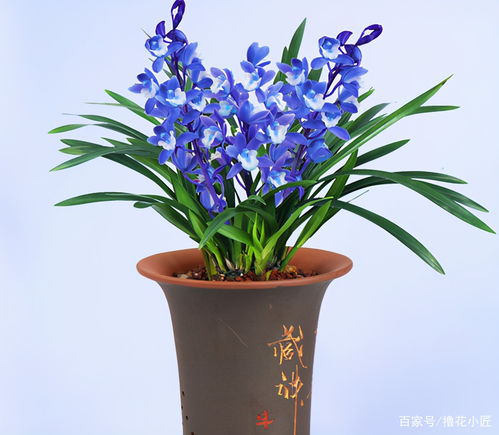 海蓝花，海洋之城的美丽传说--第1张