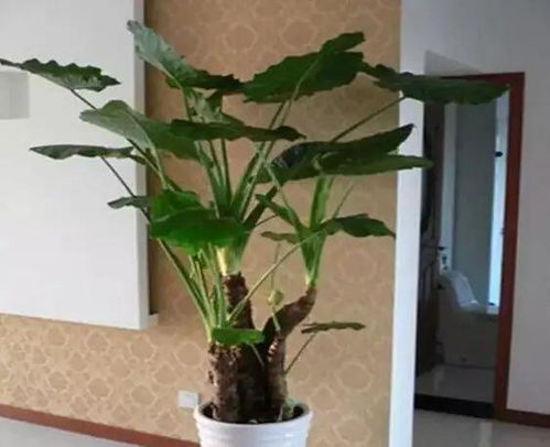  全国鲜花绿植配送平台，让您的生活充满绿色与生机--第1张
