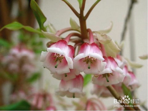  各种鲜花的名字，鲜花的美丽，各种鲜花的名字--第1张