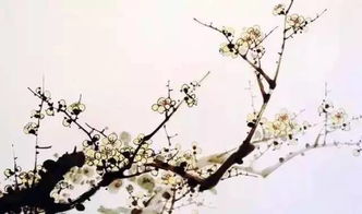  写梅花的诗句--第1张