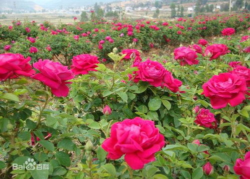  玫瑰花什么时候开花，玫瑰花开花时间在春季，具体在5月份左右。--第1张