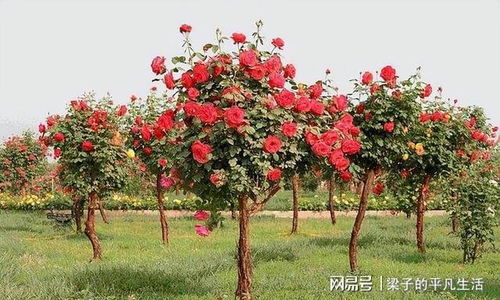  树状月季，美丽与坚韧的完美结合--第1张