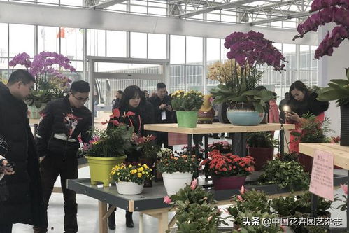  中国花卉协会官方网站——花卉爱好者们的乐园--第1张