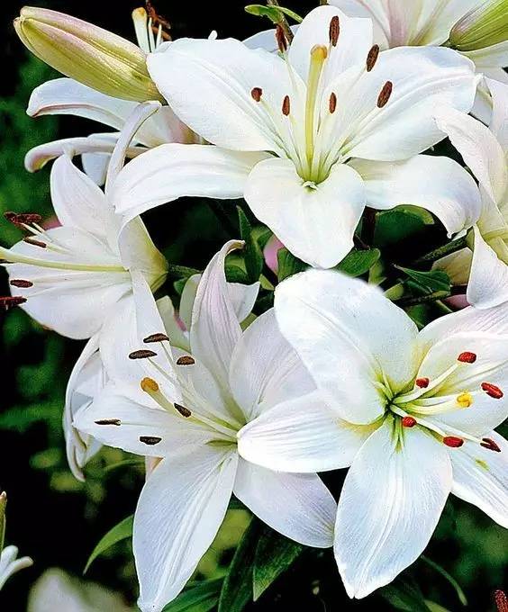  百合花图片大全，美丽绽放的纯洁之花--第1张