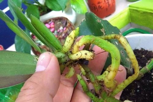  蝴蝶兰最简单的营养土--第1张
