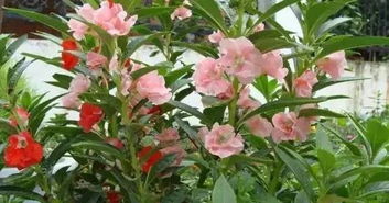  凤仙花传播种子的奥秘--第1张