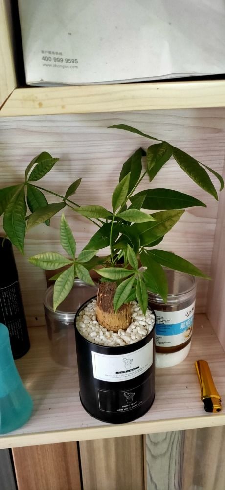  水培发财树怎么养才能更旺盛--第1张