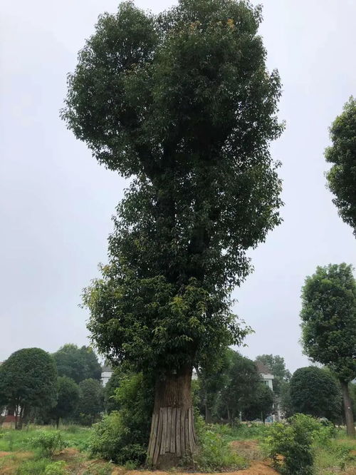  苗木通——让您的苗木销售更轻松--第1张
