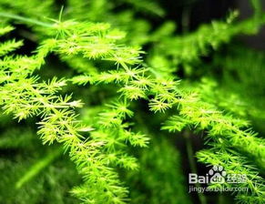  水培文竹的养殖方法和注意事项，水培文竹的养护技巧与注意事项--第1张